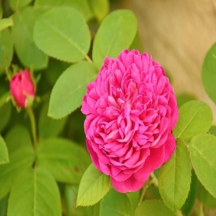 damaskroseflowerheirloomnongmo flower seeds