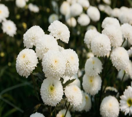 Chrysanthemum Flower Seeds White Heirloom Non-GMO High Germination Organic Garden Seeds for Planting