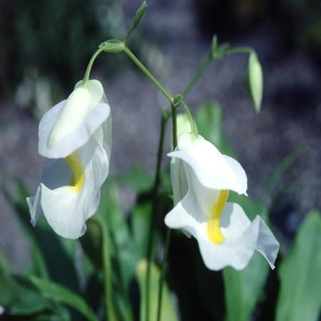 Utricularia Sandersonii Flower Seeds for Planting – Heirloom, Non-GMO, High Germination