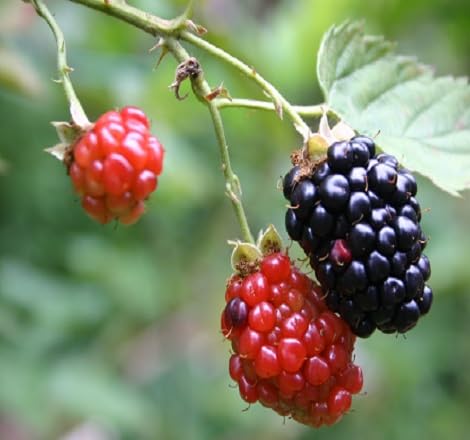 Dewberry Fruit Seeds – Heirloom, Non-GMO, High Germination Organic Garden Seeds
