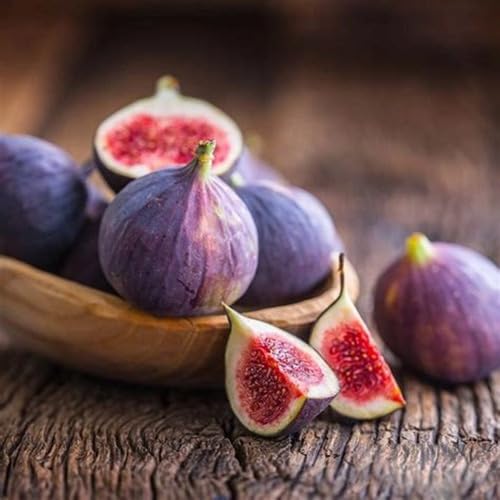 Purple Fig Seeds – Heirloom, Non-GMO, High Germination Organic Garden Seeds