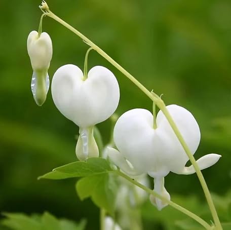 white lamprocapnos flower seeds