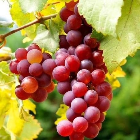 Rote Traubenkerne – Alte Sorte, gentechnikfrei, hohe Keimfähigkeit, Bio-Gartensamen