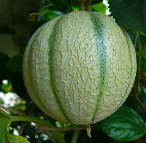 Green Muskmelon Seeds – Heirloom, Non-GMO, High Germination Organic Garden Seeds
