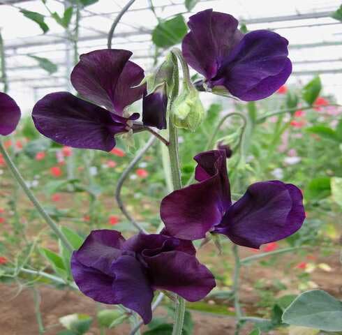 Purple Lathyrus Flower Seeds Heirloom Non-GMO High Germination Organic Garden Seeds for Planting