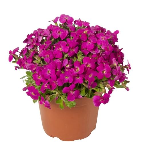 Rosa Gänsekresse Aubrieta Blumensamen – Alte Sorte, gentechnikfrei, hochkeimfähig, Bio-Gartensamen für lebendige Bodendecker