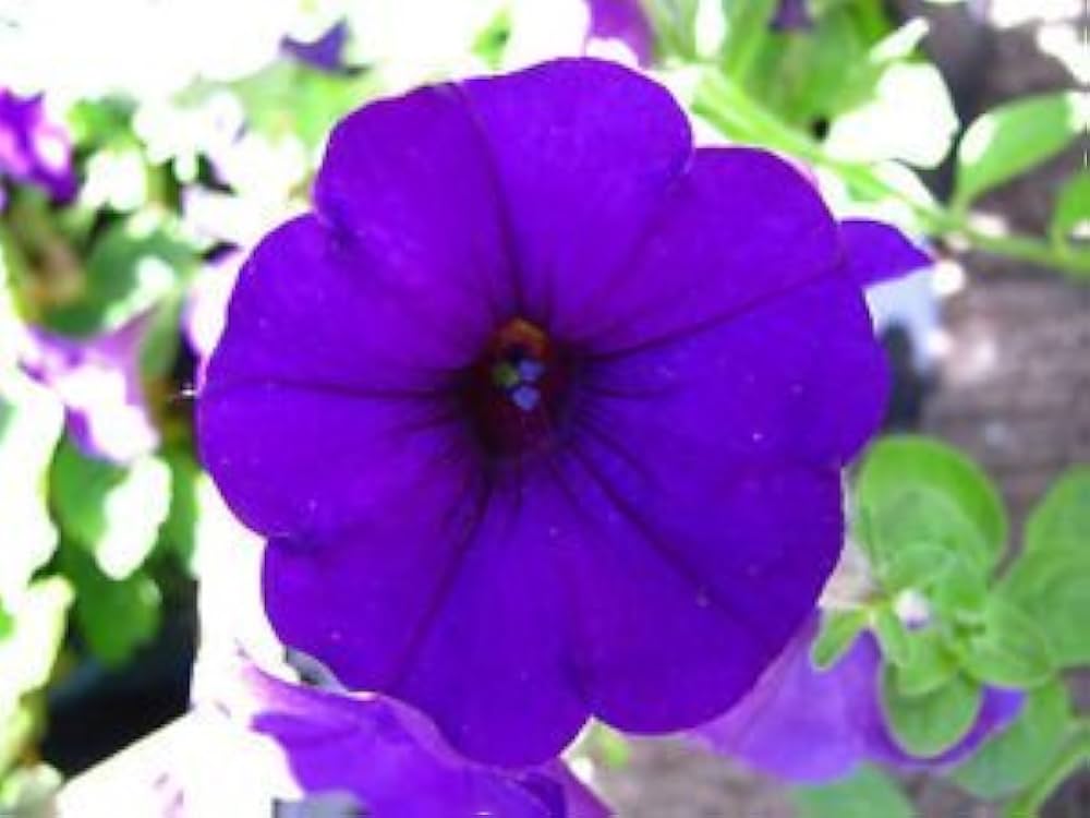 pelleted petunia flower seeds