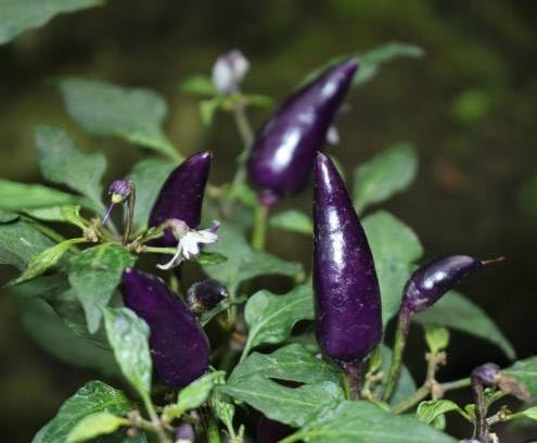 Purple Chilli Seeds – Heirloom, Non-GMO, High Germination Organic Garden Seeds Planting