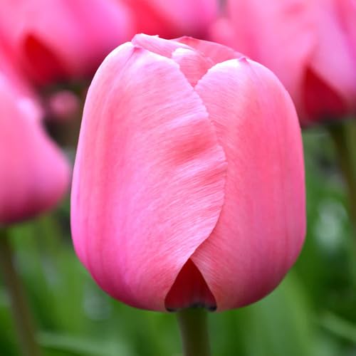 Pink Tulip Flower Seeds for Planting – Heirloom, Non-GMO, High Germination