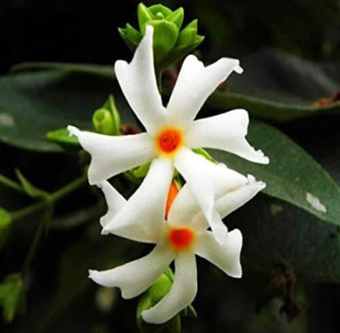 Semillas de flores de Nyctanthes blancas – de herencia, no transgénicas, semillas de jardín orgánicas de alta germinación para sembrar
