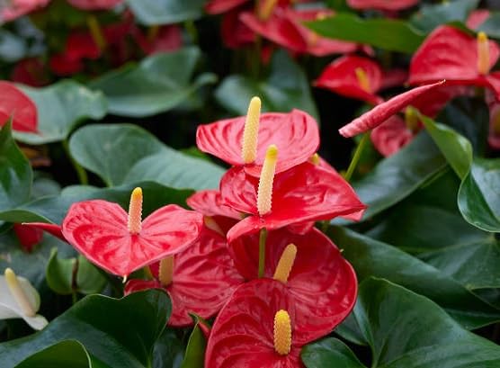 Red Andraeanum Flower Seeds for Planting Heirloom Non-GMO High Germination Organic Garden Seeds
