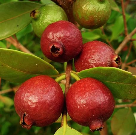 Red Guava Seeds – Heirloom, Non-GMO, High Germination Organic Garden Seeds