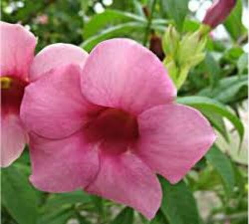 Rosa Allamanda Blumensamen – Erbstück, Non-GMO, hohe Keimfähigkeit, Bio-Gartensamen zum Pflanzen