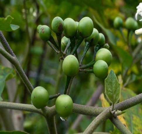 Eggplant Seeds – Heirloom, Non-GMO, High Germination Organic Garden Seeds Planting