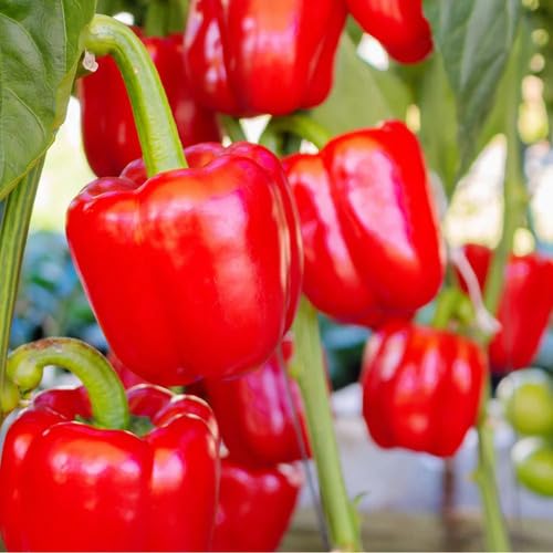 Red Capsicum Seeds – Heirloom, Non-GMO, High Germination Organic Garden Seeds Planting