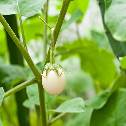 Eggplant Seeds – Heirloom, Non-GMO, High Germination Organic Garden Seeds Planting