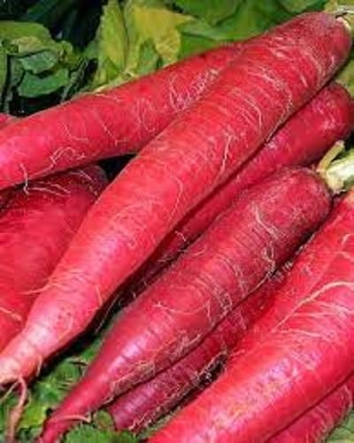 Radish Seeds – Heirloom, Non-GMO, High Germination Organic Garden Seeds Planting