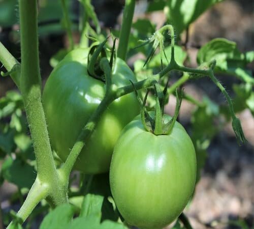 Tomato Growing Green Seeds – Heirloom, Non-GMO, High Germination Organic Garden Seeds