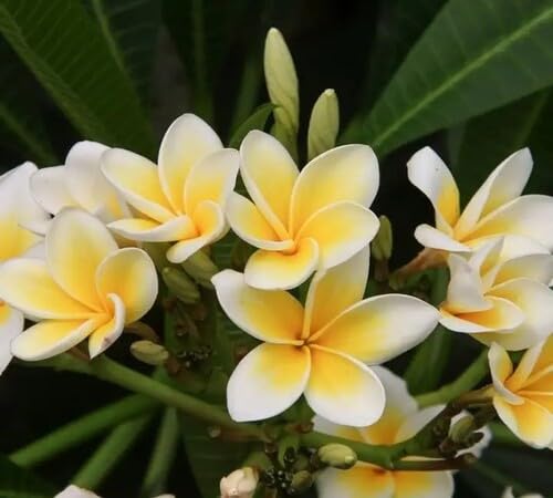 Yellow White Frangipani Flower Seeds for Planting | Heirloom Non-GMO Organic