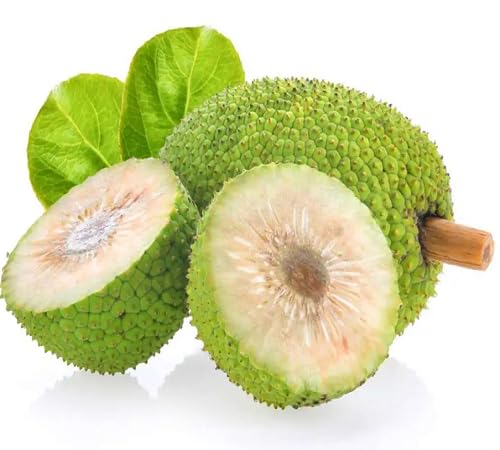 Breadfruit Seeds – Heirloom, Non-GMO, High Germination Organic Garden Seeds
