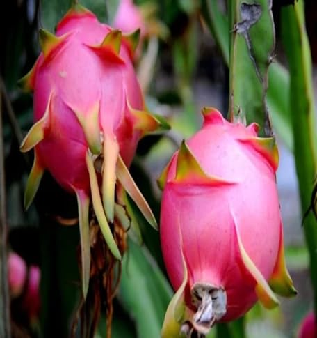 Dragon Seeds Organic Pink Heirloom Non-GMO High Germination Organic Garden Seeds for Planting