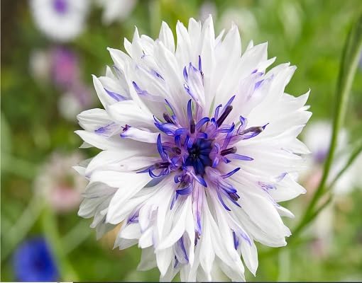 white violet flower seeds