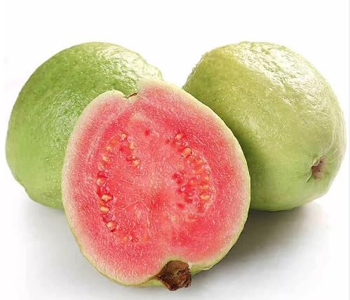 Green Psidium Seeds – Heirloom, Non-GMO, High Germination Organic Garden Seeds for Planting
