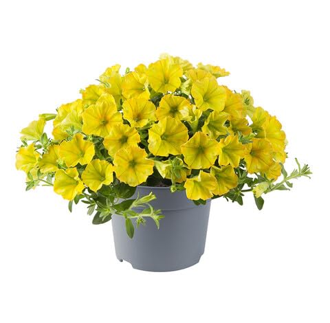 Gelbe Petunien-Blumensamen – Alte Sorte, gentechnikfrei, hohe Keimrate, Bio-Gartensamen zum Pflanzen