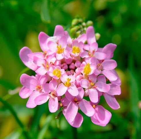 Pink Iberis Flower Seeds – Seeds for Planting, Heirloom, Non-GMO, High Germination Organic Garden Seeds