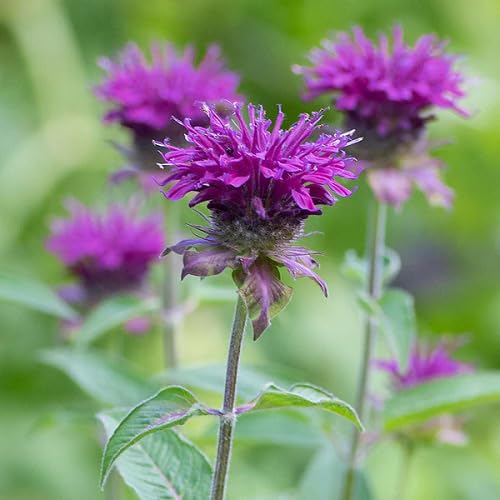purplemonardaflowerheirloomnongmo flower seeds