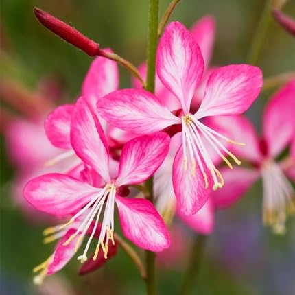 guaraflowerheirloomnongmo flower seeds