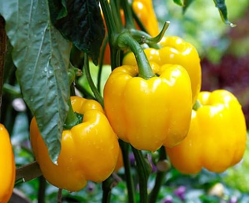 Pepper Yellow Seeds – Heirloom, Non-GMO, High Germination Organic Garden Seeds Planting