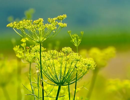 Fennel Plant Seeds Heirloom Non-GMO High Germination Organic Garden Seeds for Planting