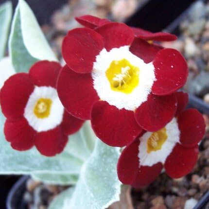 Primula Auricula Flower Seeds Red Heirloom Non-GMO High Germination Organic Garden Seeds for Planting