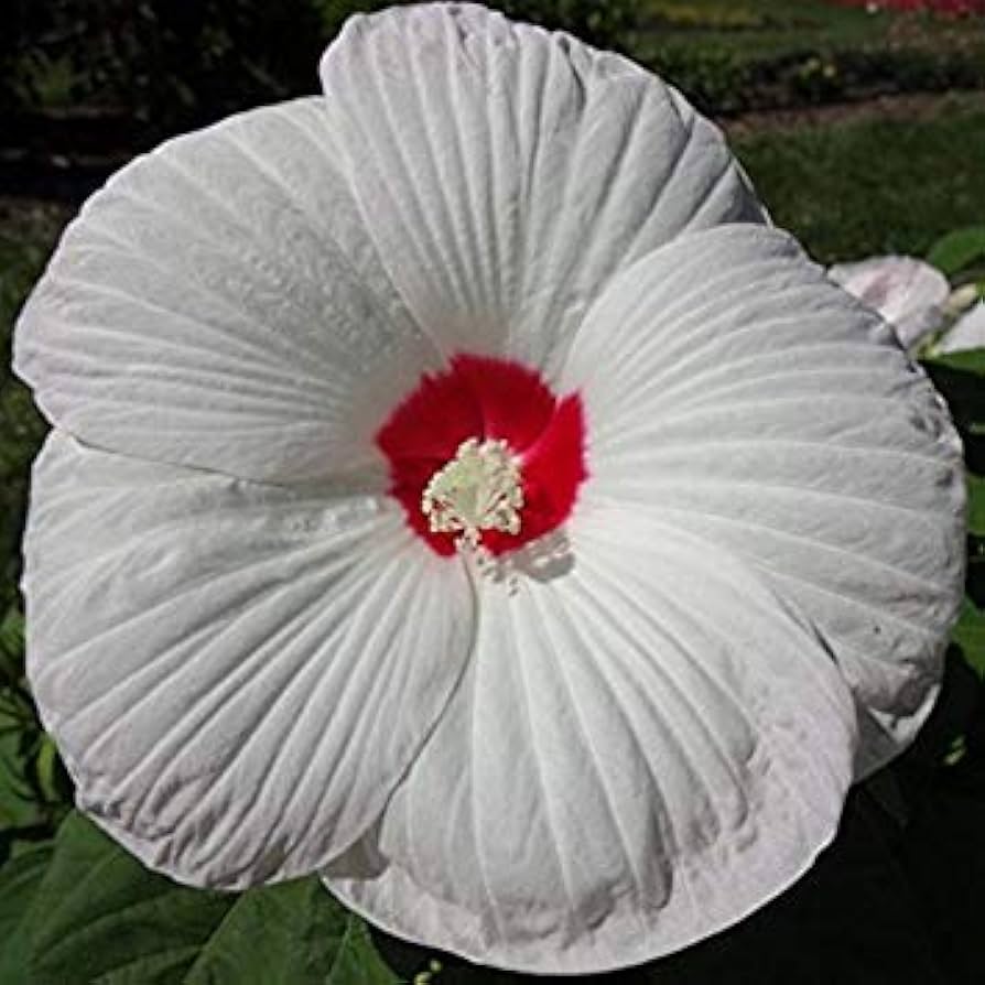 White Honeymoon Hibiscus Seeds for Planting