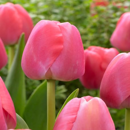 Pink Tulip Flower Seeds for Planting – Heirloom, Non-GMO, High Germination