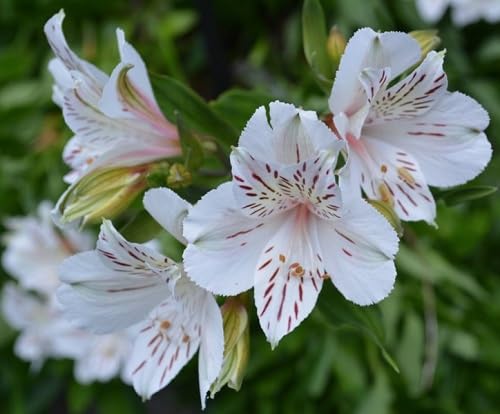 White Alstroemeria Flower Seeds Heirloom Non-GMO High Germination Organic Garden Seeds