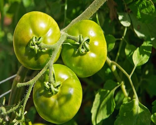 Grüne Tomatensamen – Alte Sorte, gentechnikfrei, keimstark, Bio-Gartensamen zur Pflanzung