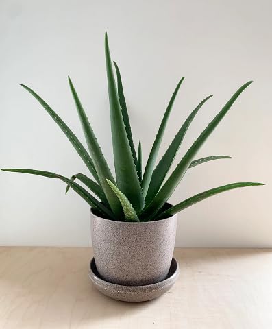 aloe vera green heirloom non-gmo seeds