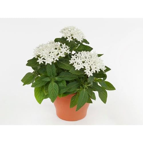 White Pentas Lanceolata Flower Seeds – Heirloom, Non-GMO, High Germination Organic Garden Seeds for Planting
