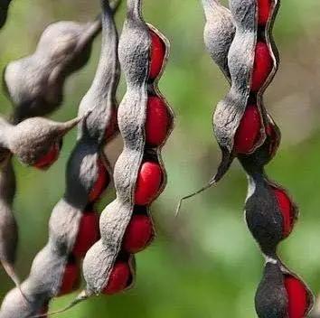 Texas Mountain herb seeds