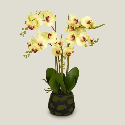 Yellow Phalaenopsis Flowers Seeds – Heirloom, Non-GMO, High Germination Organic Garden Seeds for Planting
