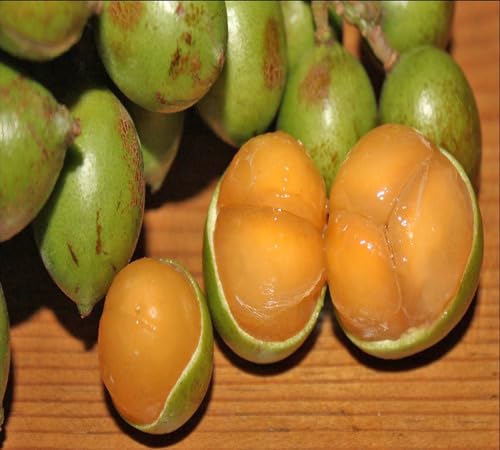 Green Mamoncillo Seeds – Heirloom, Non-GMO, High Germination Organic Garden Seeds