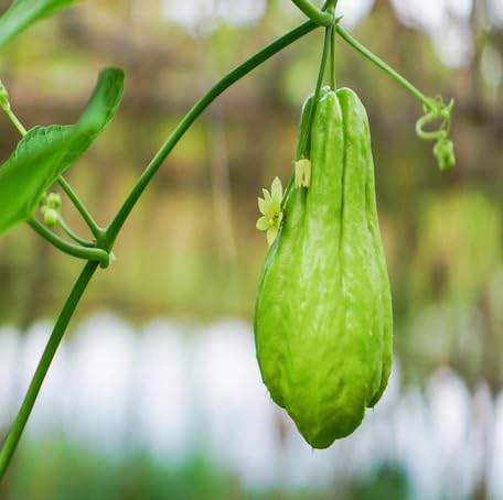 green chayote seeds