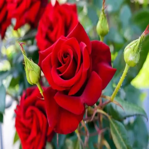 red giant flower seeds