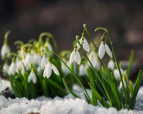 Snowdrop Flower Seeds for Planting – Heirloom, Non-GMO, High Germination Organic Garden Seeds