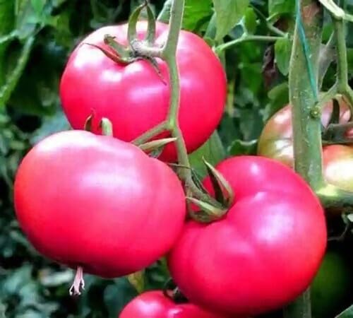 Tomato Pink Seeds – Heirloom, Non-GMO, High Germination Organic Garden Seeds