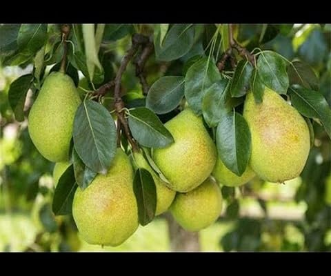 Pear Seeds Green – Heirloom, Non-GMO, High Germination Organic Garden Seeds