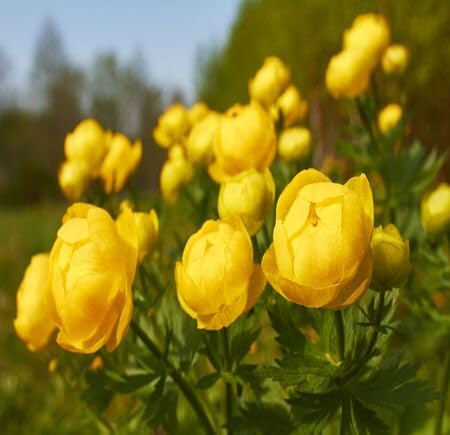 Yellow Trollius Flower Seeds Heirloom Non-GMO High Germination Organic Garden Seeds
