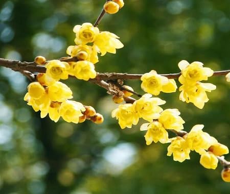 Yellow Chimonanthus Flower Seeds – Heirloom, Non-GMO, High Germination Organic Garden Seeds for Planting